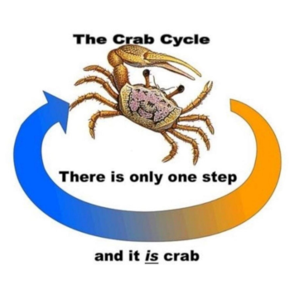 Crab Cycle Sticker