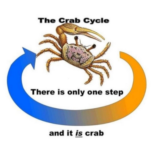 Crab Cycle Sticker