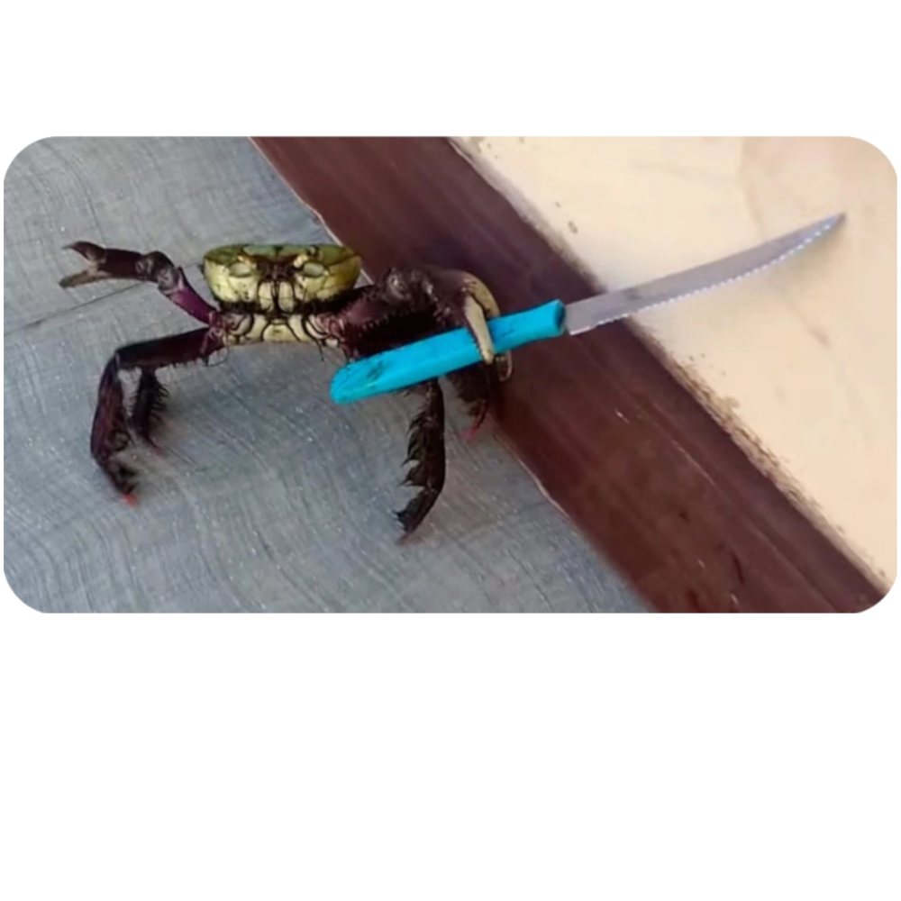 Knife Wielding Crab